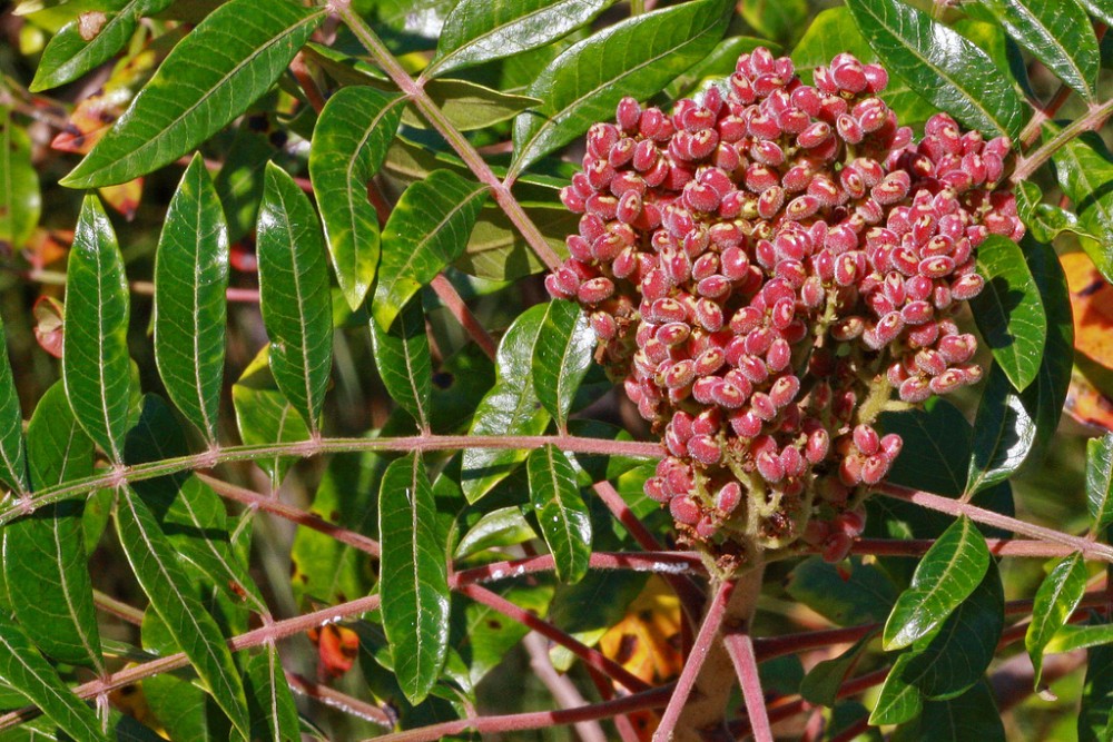 winged_sumac3